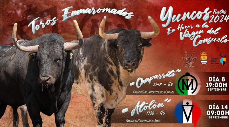 toros enmaromados Fiestas de Yuncos