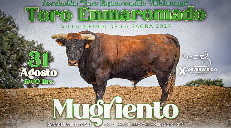 Toro enmaromado villaluenga